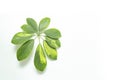 Close up of a Schefflera Houseplant leaf, isolated on white