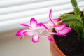 Close-up of Schlumbergera pink flower on green leaf in brown clay pot Royalty Free Stock Photo