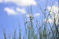 Close up of Schoenoplectus flower Royalty Free Stock Photo