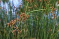 Schoenoplectus lacustris. The lake shore bulrush or common club rush.Background. Royalty Free Stock Photo