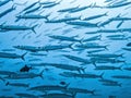 Close up school of big eyed barracuda in blue ocean image Royalty Free Stock Photo