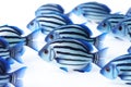 Close-up of a school of blue tropical striped fish on a white background Royalty Free Stock Photo