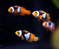 Percula clownfish Royalty Free Stock Photo