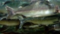 Close-up school of salmon fish underwater in sea.