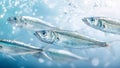 Close-up of a school of sardines in the sea. Generative AI. Royalty Free Stock Photo