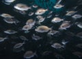 Close-up of a School of silver Hottentot fish underwater