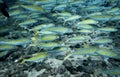 Close Up School Tropical Yellow Striped Fish Underwater