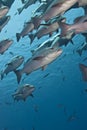 Close-up of a school of Twinspot snappers. Royalty Free Stock Photo