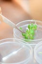 Close-up of scientist cutting plant tissue culture in petri dish Royalty Free Stock Photo