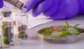 The scientist`s hands taking out samples from petri dish. Royalty Free Stock Photo