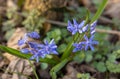A close-up of Scilla bifolia Royalty Free Stock Photo