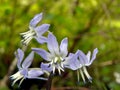 The close up of Scilla hohenackeri Purple-blue flowers Royalty Free Stock Photo