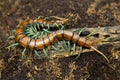 Close-up Scolopendra subspinipes Mint legs centipede on a small branch.