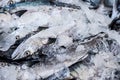 Close up of Scomberomorus cavalla, king mackerel Fish in the market. Royalty Free Stock Photo