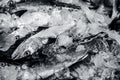 Close up of Scomberomorus cavalla, king mackerel Fish in the market. Royalty Free Stock Photo