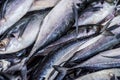 Close up of Scomberomorus cavalla, king mackerel Fish in the market. Royalty Free Stock Photo