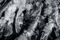 Close up of Scomberomorus cavalla, king mackerel Fish in the market. Royalty Free Stock Photo