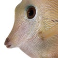 Close-up of Scopas Tang or Twotone Tang, Zebrasoma scopas Royalty Free Stock Photo