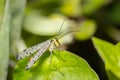 Close up of a scorpion fly