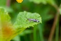 Close up of a scorpion fly on a green leaf Royalty Free Stock Photo