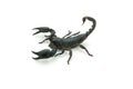 Closeup Scorpion isolated on white