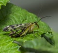 Close up Scorpionfly Mecoptera are an order of insects in the superorder Endopterygot