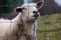 A close up of a Scottish female ewe sheep looking through a wire fence in winter Royalty Free Stock Photo