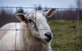 A close up of a Scottish female ewe sheep looking through a wire fence in winter Royalty Free Stock Photo