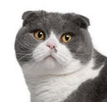 Close-up of Scottish Fold cat Royalty Free Stock Photo