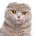 Close-up of Scottish Fold cat