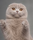 Close-up of Scottish Fold cat with paws up