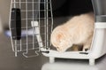Close up of scottish fold kitten in cat carrier Royalty Free Stock Photo
