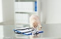 Close up of scottish fold kitten at vet clinic Royalty Free Stock Photo