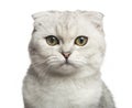 Close-up of a Scottish Fold, looking at the camera