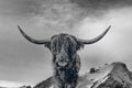 Close up of a Scottish highland cattle in the mountains with snow Royalty Free Stock Photo