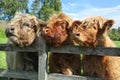 Close up of scottish highland cow in field