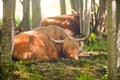 Close up of scottish highland cow at the forest. Sleeping Highland cattles. Scottish breed is a rustic cattle which has Royalty Free Stock Photo
