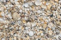 Close-up scrap of seashell on the beach for background. Royalty Free Stock Photo