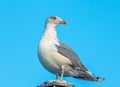 Close-up of a screaming seagull in the wild looking to the right or over the shoulder, on clean blue background sitting on a pole Royalty Free Stock Photo