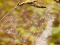 A close up and screen covering shot of a spiders web with many d