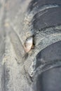 Close up of nail puncturing car tire Royalty Free Stock Photo