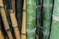 Close-Up Of Scripts Carved On Bamboo tree. Names and love sign hearts characters carved into bamboo plant. Beautiful I love you Royalty Free Stock Photo