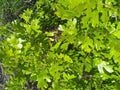 Close up scrub oak in norther utah