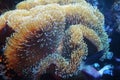 Close up of sea anemon Royalty Free Stock Photo
