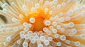 Close up of Sea Anemone Tentacles Royalty Free Stock Photo