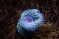 Colourful sea anemones Actiniaria underwater