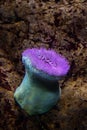 Colourful sea anemones Actiniaria underwater