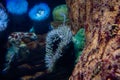 Colourful sea anemones Actiniaria underwater