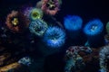 Colourful sea anemones Actiniaria underwater