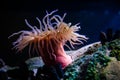 Colourful sea anemones Actiniaria underwater